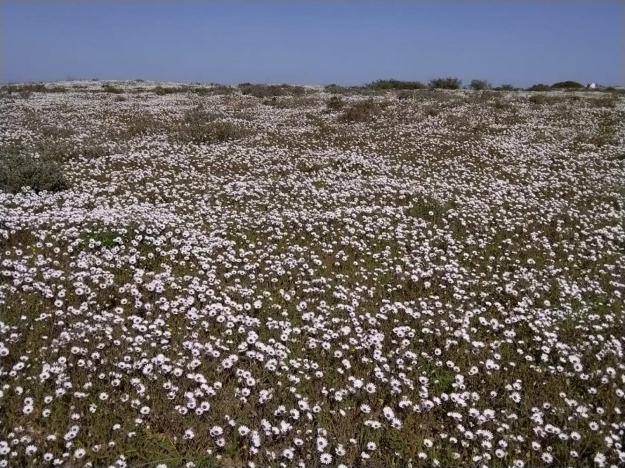 0 Bedroom Property for Sale in Nieuwerust Western Cape